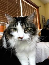 Lost Male Cat last seen Palm Beach Road and Coconut Ave, Stuart, FL 34996