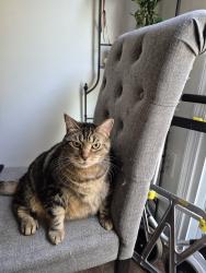 Reunited Female Cat last seen Campbell Court, Sudley, VA 20109