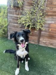 Reunited Male Dog last seen Mountain Ave- riverside dr, Chino, CA 91710