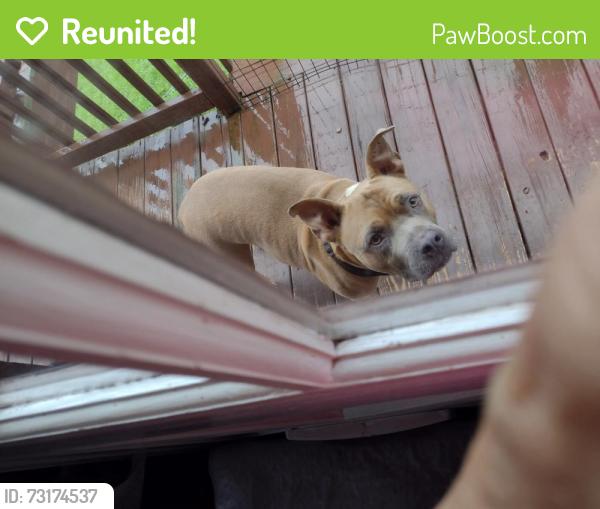 Reunited Unknown Dog last seen lemon creek and arrington, Candler, NC 28715