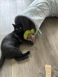 Lost Female Cat last seen Mill’s Apartment Complex behind Aldi’s off of Woodruff, Greenville, SC 29615