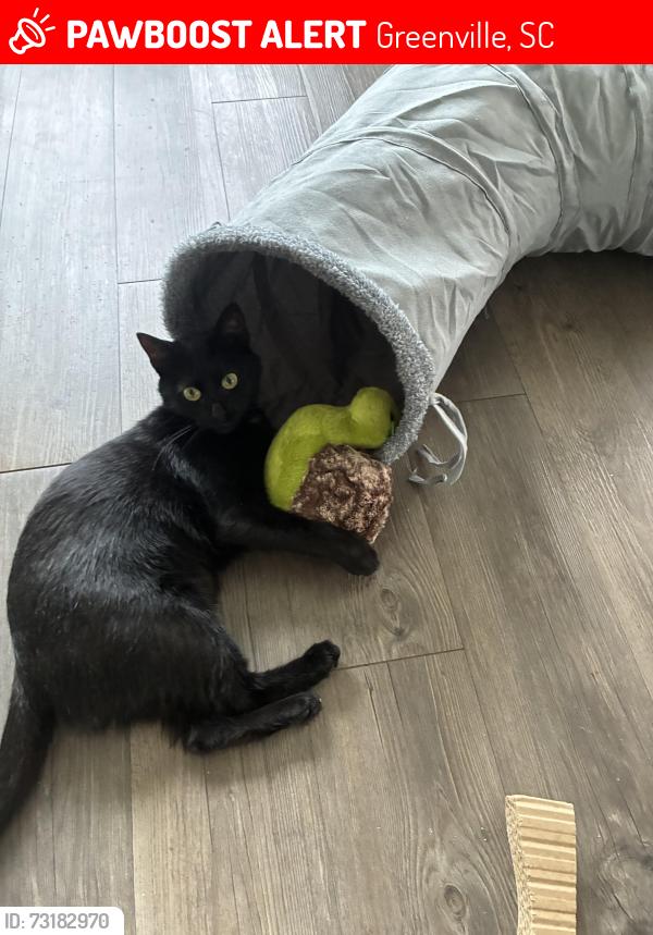 Lost Female Cat last seen Mill’s Apartment Complex behind Aldi’s off of Woodruff, Greenville, SC 29615