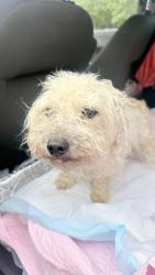 Found/Stray Female Dog last seen Found on our patio in the english avenue neighborhood, Atlanta, GA 30313