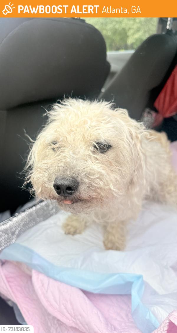 Found/Stray Female Dog last seen Found on our patio in the english avenue neighborhood, Atlanta, GA 30313