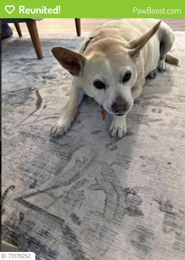 Reunited Male Dog last seen Wayforth rd, Concord, NC 28027