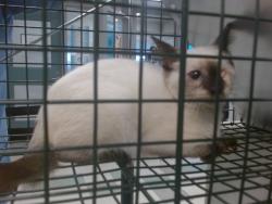 Shelter Stray Unknown Cat last seen , 2811 SE 29th St, Oklahoma City, OK 73129, USA
