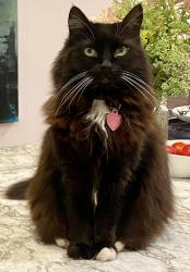 Reunited Female Cat last seen SE Berkeley Way & SE Tenino, Portland, OR 97202