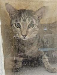 Shelter Stray Male Cat last seen Near BLOCK PRAIRIE SCHOONER PT SANFORD, 232 Eslinger Way, Sanford, FL 32773, USA