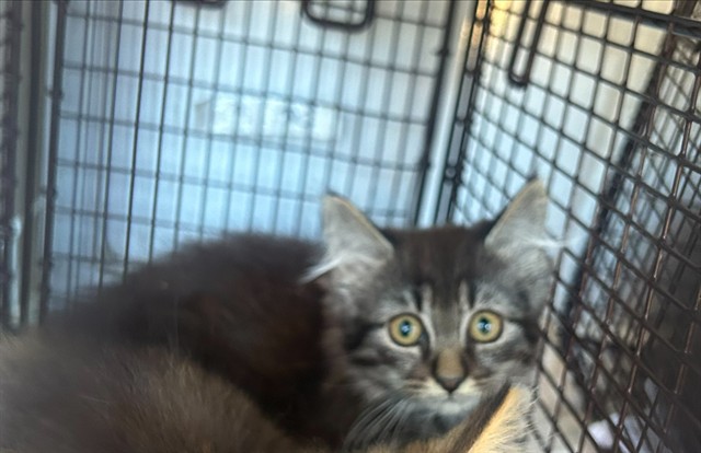 Shelter Stray Female Cat last seen CHEVY CHASE DR/BOWLING GREEN DR, 95823, 3839 Bradshaw Rd, Sacramento, CA 95827, USA