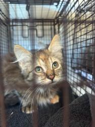 Shelter Stray Female Cat last seen CHEVY CHASE DR/BOWLING GREEN DR, 95823, 3839 Bradshaw Rd, Sacramento, CA 95827, USA