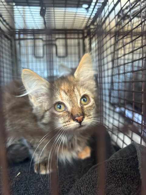 Shelter Stray Female Cat last seen CHEVY CHASE DR/BOWLING GREEN DR, 95823, 3839 Bradshaw Rd, Sacramento, CA 95827, USA