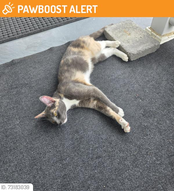 Found/Stray Female Cat last seen Near Birkdale Lane Camden Delaware, Camden Wyoming, DE 19934