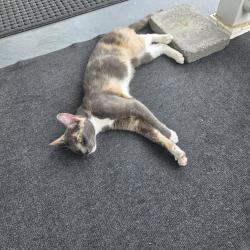 Found/Stray Female Cat last seen Near Birkdale Lane Camden Delaware, Camden Wyoming, DE 19934