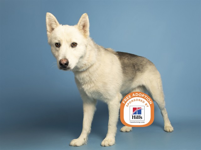 Shelter Stray Male Dog last seen 43RD AVE / THOMAS, 5501 E Van Buren St, Phoenix, AZ 85008, USA