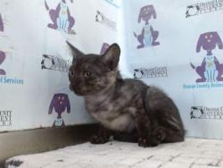 Shelter Stray Male Cat last seen , 2769 Conroy Rd, Orlando, FL 32839, USA