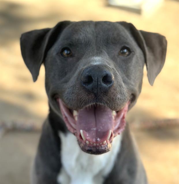 Shelter Stray Male Dog last seen CHARLOTTE, 8315 Byrum Dr, Charlotte, NC 28217, USA