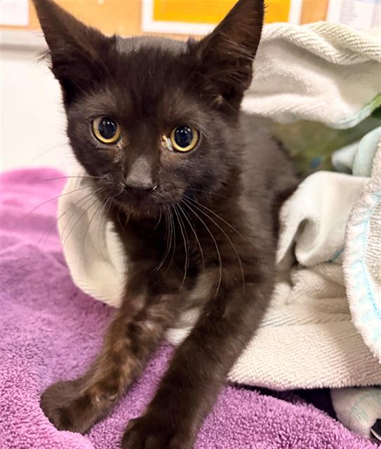 Shelter Stray Male Cat last seen , 600 Aviation Dr, Camarillo, CA 93010, USA