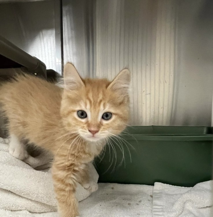 Shelter Stray Male Cat last seen , 100 Caja Del Rio Rd, Santa Fe, NM 87507, USA