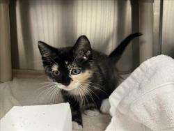 Shelter Stray Female Cat last seen , 100 Caja Del Rio Rd, Santa Fe, NM 87507, USA