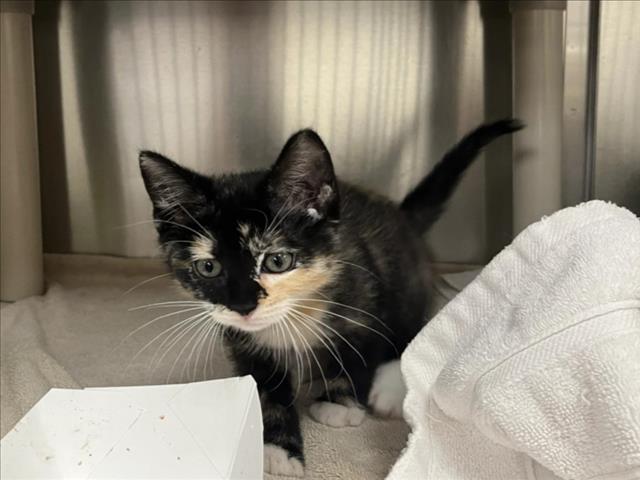 Shelter Stray Female Cat last seen , 100 Caja Del Rio Rd, Santa Fe, NM 87507, USA