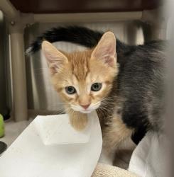 Shelter Stray Male Cat last seen , 100 Caja Del Rio Rd, Santa Fe, NM 87507, USA