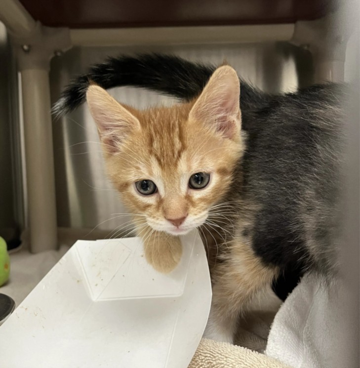 Shelter Stray Male Cat last seen , 100 Caja Del Rio Rd, Santa Fe, NM 87507, USA