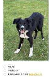 Lost Male Dog last seen Mountain Ave. & Manuel Ct., Chino, CA 91710