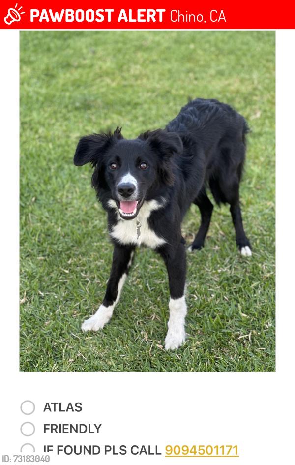 Lost Male Dog last seen Mountain Ave. & Manuel Ct., Chino, CA 91710