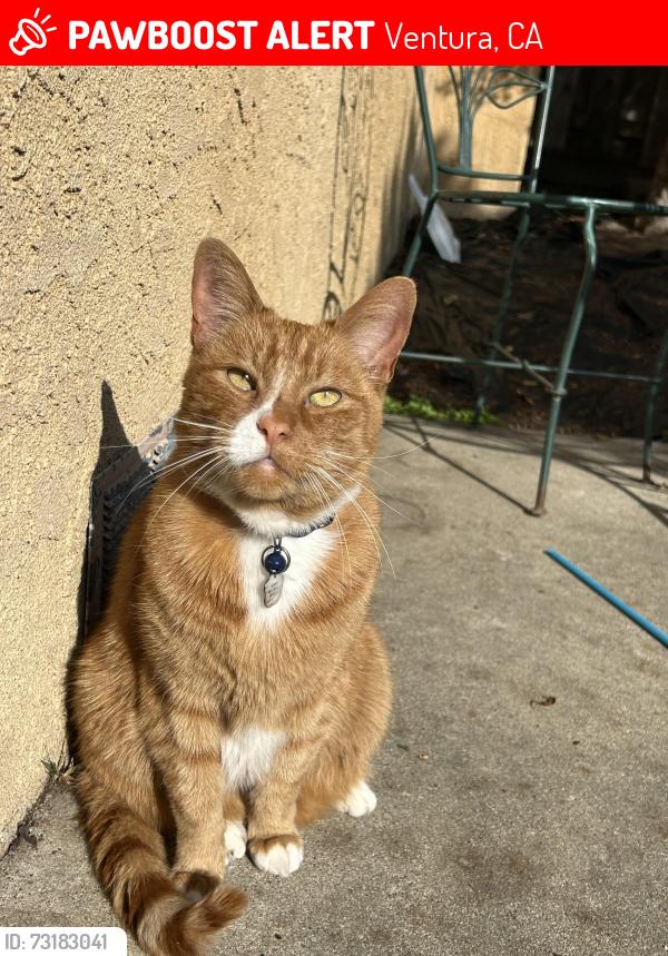 Lost Male Cat last seen Johnson Dr, Ralston st, Ventura, CA 93003