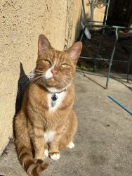 Lost Male Cat last seen Johnson Dr, Ralston st, Ventura, CA 93003