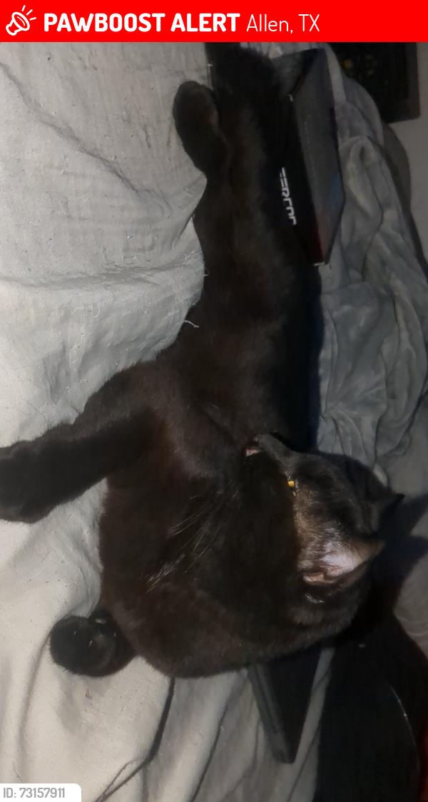 Lost Male Cat last seen Reed Elementary, Allen, TX 75002
