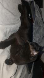 Lost Male Cat last seen Reed Elementary, Allen, TX 75002