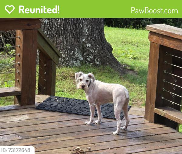 Reunited Unknown Dog last seen Ogle Cemetery begins our driveway., Gatlinburg, TN 37738