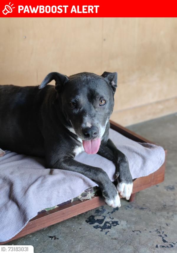 Lost Female Dog last seen Holmes, Florence-Graham, CA 90058