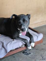 Lost Female Dog last seen Holmes, Florence-Graham, CA 90058