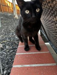 Found/Stray Unknown Cat last seen Cider st., Menifee, CA 92585