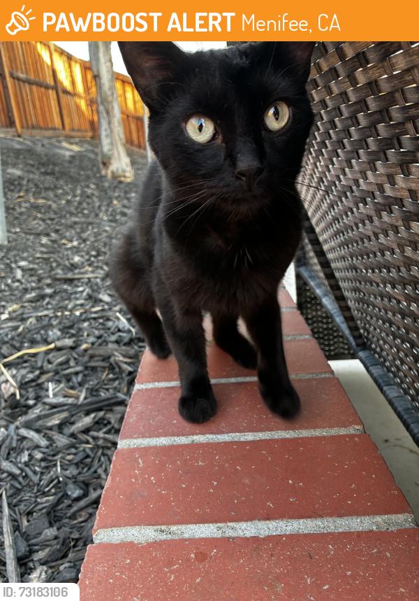 Found/Stray Unknown Cat last seen Cider st., Menifee, CA 92585