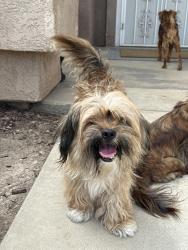 Reunited Male Dog last seen Milburn and herndon, Fresno, CA 93722