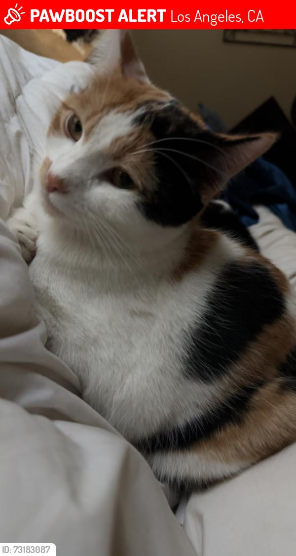 Lost Female Cat last seen Oriole dr, Los Angeles, CA 90069