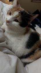 Lost Female Cat last seen Oriole dr, Los Angeles, CA 90069