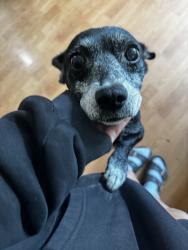 Reunited Female Dog last seen Peck Rd, El Monte, CA, USA, El Monte, CA 91732