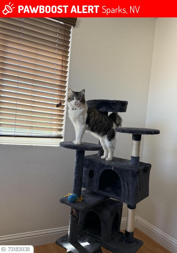 Lost Male Cat last seen Hubble, Sparks, NV 89436