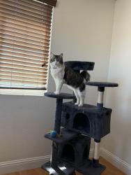 Lost Male Cat last seen Hubble, Sparks, NV 89436
