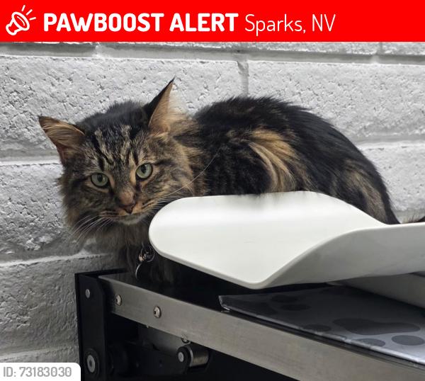 Lost Female Cat last seen Vista and hubble, Sparks, NV 89436