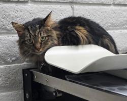 Lost Female Cat last seen Vista and hubble, Sparks, NV 89436