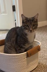 Reunited Female Cat last seen Neighborhood off Lucks Lane between Smoketree entrance and the fourway stop before Sheetz, Midlothian, VA 23114