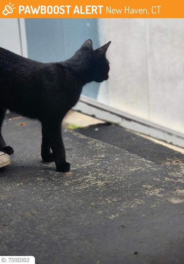 Found/Stray Female Cat last seen new haven, New Haven, CT 06519