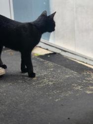 Found/Stray Female Cat last seen new haven, New Haven, CT 06519