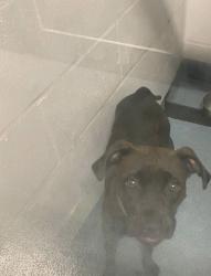 Lost Female Dog last seen Publix on 34th and archer, Gainesville, FL 32608