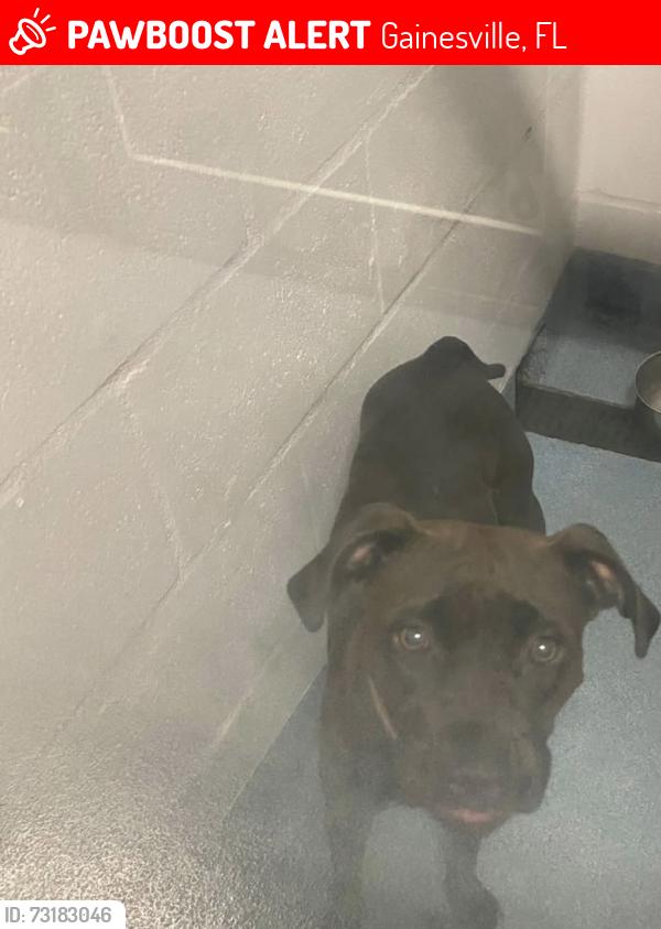 Lost Female Dog last seen Publix on 34th and archer, Gainesville, FL 32608